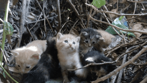 Sådan beskytter TNR-metoden herreløse katte