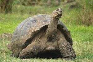 De længst levende dyr i verden