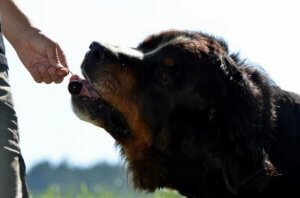 Naturlig ernæring til din hund