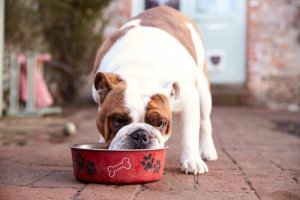Vigtige næringsstoffer til ældre hunde