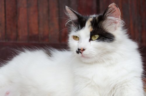 steriliserede dyr bliver roligere