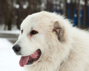 Den pyrenæsike mastiff