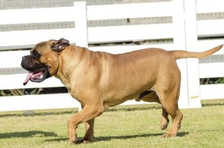 En rynket mastiff