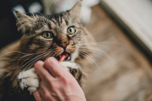 Sådan giver du din kat en pille