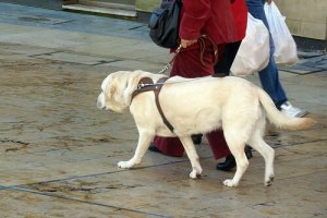 Prøv disse seler til din gåtur med hunden
