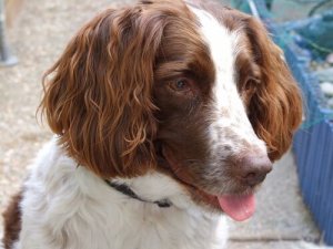 Hunde med størst risiko for infektioner i ørerne