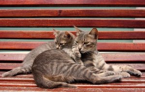 Hvornår er den rette tid til kastration? Anbefales det?