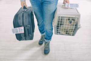 Væn dit kæledyr til en transportboks