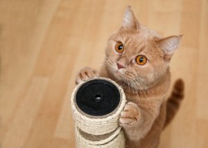 4 tricks du kan lære en kat