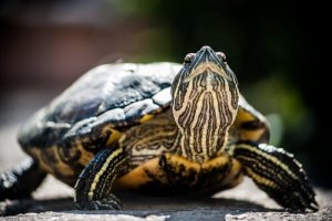 Truede skildpadder