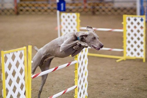 Agility er den også god til