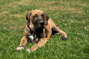 Den brasilianske mastiff