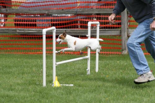 agility er sundt for jer begge