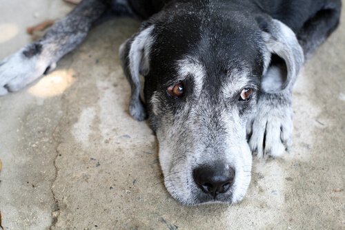 mange hunde mister orienteringen som ældre