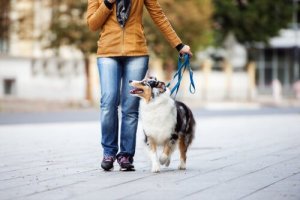 Hvad er den bedste snor til din hund