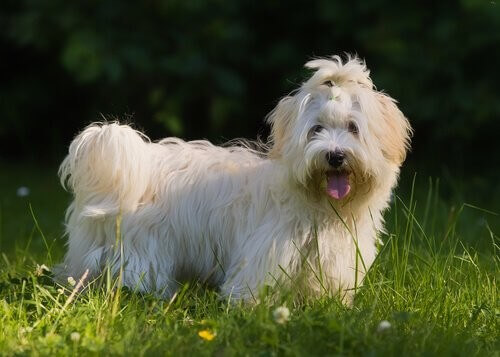 Bichon havanais: Cubas nationalhund - My Animals