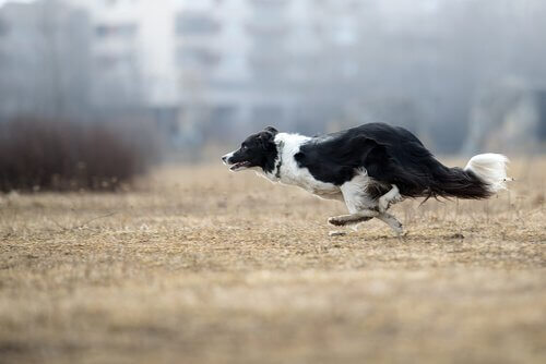 border collie er gode til at vogte får