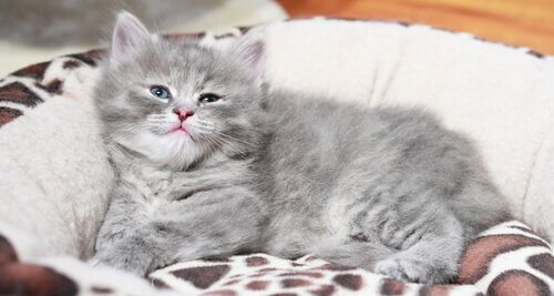 det er vigtigt at opdage kræft i tide