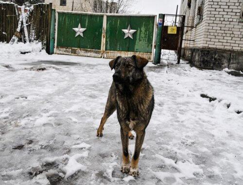 chernobyl hund