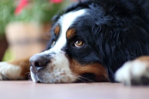 Sådan undgår du at din hund føler sig ensom