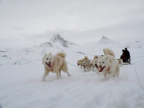Den grønandske hund