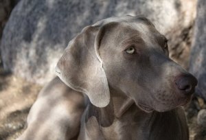 Hunde i gruppe 7: Race-klassificering ifølge FCI