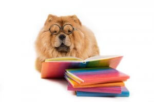 Hvad er det mest emotionelt intelligente dyr?