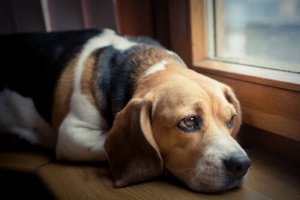 Behandling af kræftsmerter hos hunde