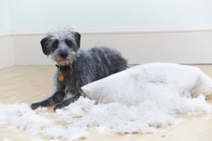 Seks adfærdsproblemer hos hunde