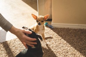 Kan hunde blive jaloux?