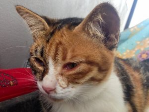 Feline Uveitis: Årsager, symptomer og behandling