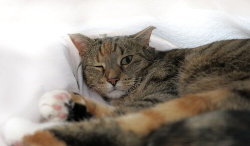 Kat med øjenbetændelse.