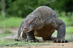 Komodovaranen: Lær om dette "monster"