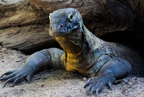 Komodovaranen kommer fra Indonesien