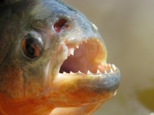 Lær piratfisken at kende