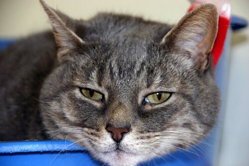 kat der ser træt ud