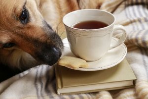 Undgå at din hund stjæler mad