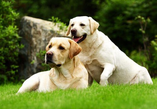 to flotte labrador retrievere