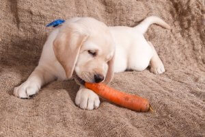 Findes der vegetariske hunde?