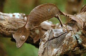 Det imponerende dyreliv på Madagaskar