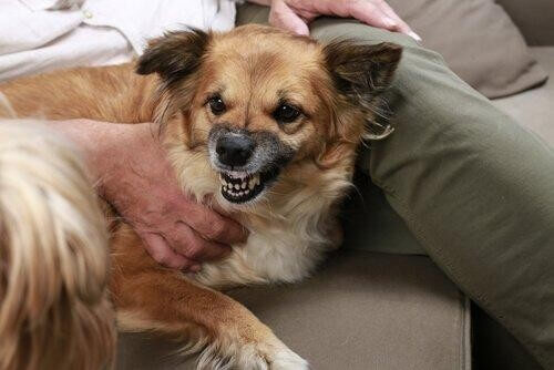 Hunde med stress kan blive aggressive over for andre hunde og mennesker
