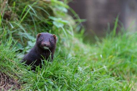 Amerikansk mink er en af de invasive arter
