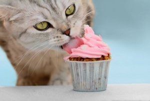 Kager til katte: 3 lækre opskrifter til din kat