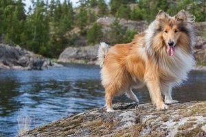 Gode navne til langhårede hunde