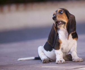 Slip af med hikke hos katte og hunde