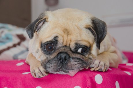 hikke hos katte og hunde er ikke tegn på noget alvorligt