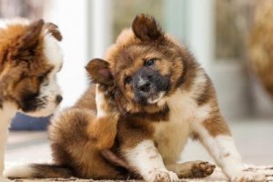 Kløe i ørene: Årsager til at det opstår i hunde