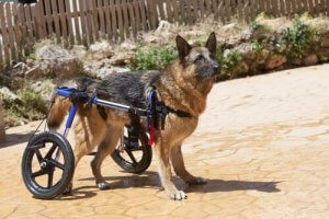 Bagbensproblemer hos hunde