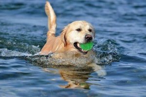 Sådan kan du lære din hund apport uden stress