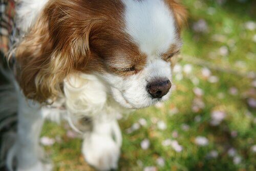 Forgiftet hund. Hvis dit dyr kommer ud for et uheld